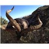 Image 6 : Spain:Trophy Big Game for 1 Hunter/Includes 1 of the following Roe,Red,or Fallow Deer or Mouflon