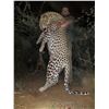 Image 3 : Namibia: 14 Day Leopard for 1 hunter, Includes 1 Leopard and 2 Hartman Zebra