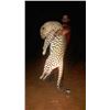 Image 9 : Namibia: 14 Day Leopard for 1 hunter, Includes 1 Leopard and 2 Hartman Zebra