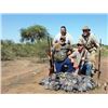 Image 2 : Argentina: 5 Day 4 Night High Volume Eared Dove Hunt for 6 Hunters