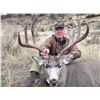 Image 4 : Montana: 5 Day guided mule deer hunt for 1 hunter, October 25th thru 29th 2020
