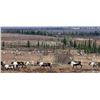 Image 8 : Alaska: 8 Day DIY Caribou Hunt fly-out transport for 2 hunters, August 30th -September 8th, 2020