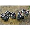 Image 2 : Mexico: 4 Day 5 Night Gould Turkey Hunt for 2 Hunters with Safari Unlimited