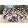 Image 4 : Mexico: 4 Day 5 Night Gould Turkey Hunt for 2 Hunters with Safari Unlimited