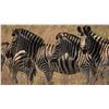 Image 10 : South Africa:10 D Big 5 Hunt for 2 hunters, includes $16,200 TF credit or 4 trophies