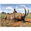 Image 1 : South Africa: 7 Day 7 Night Roan Antelope Hunt for 1 Hunter and 1 Observer / Includes the Trophy Fee