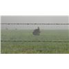 Image 5 : Texas: 3 Day Rio Grande Turkey Hunt for 1 Hunter, includes 2 turkeys