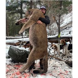 Alberta/British Columbia: 8 Day Exclusive Trophy Mountain Lion with hounds for 1 Hunter