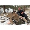 Image 2 : Alberta/British Columbia: 8 Day Exclusive Trophy Mountain Lion with hounds for 1 Hunter