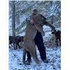 Image 3 : Alberta/British Columbia: 8 Day Exclusive Trophy Mountain Lion with hounds for 1 Hunter
