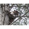 Image 4 : Alberta/British Columbia: 8 Day Exclusive Trophy Mountain Lion with hounds for 1 Hunter
