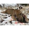 Image 5 : Alberta/British Columbia: 8 Day Exclusive Trophy Mountain Lion with hounds for 1 Hunter