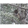 Image 8 : Alberta/British Columbia: 8 Day Exclusive Trophy Mountain Lion with hounds for 1 Hunter