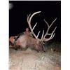 Image 3 : New Mexico: 5 Day Elk/Deer/Bear Combination Archery hunt for 2 hunters