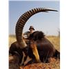 Image 1 : South Africa: 10-Day Plains Game Safari for Two Hunters, Includes a $5000 Trophy Fee Credit