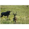 Image 12 : South Africa: 10 Day Plains Game Safari for 4 Hunters, includes 2 trophies per hunter.