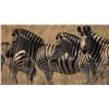 Image 10 : South Africa: 10 D Big 5 Hunt for 2 hunters, includes $16,200 TF credit or 4 trophies