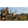 Image 2 : New Mexico: 5 Day Trophy Mule Deer rifle hunt for 2 hunters.