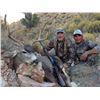 Image 3 : New Mexico: 5 Day Trophy Mule Deer rifle hunt for 2 hunters.
