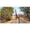 Image 11 : South Africa: 4 Day Kruger National Park Photo and Sightseeing Safari for 2