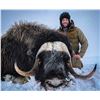 Image 1 : Raffle:  Alaska Governors Nunivak Island Muskox Permit, Includes $5,000 + hunting lic. + Tag