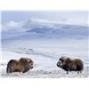 Image 4 : Raffle:  Alaska Governors Nunivak Island Muskox Permit, Includes $5,000 + hunting lic. + Tag