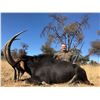 Image 11 : South Africa: 5 Day Hunting + 4 Day Kruger National Park for 2 Hunters, includes $2,000 TF