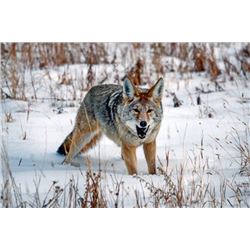 *Kansas – 4-Day - Coyote Hunt for Four Hunters