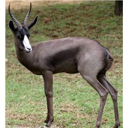 *South Africa – 7 Day – Springbuck Grand Slam Hunt for One Hunter