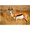 Image 3 : *South Africa – 7 Day – Springbuck Grand Slam Hunt for One Hunter