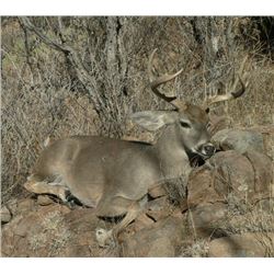*Mexico – 6 Day – Coues Deer Hunt for One Hunter