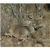 Image 1 : *Mexico – 6 Day – Coues Deer Hunt for One Hunter