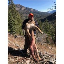 *Wyoming - 6 Day – Mountain Lion Hunt for One Hunter