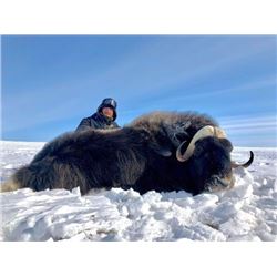 Northwest Territories – 6 Day – Musk Ox Hunt for One Hunter