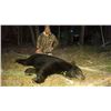 Image 1 : *Alberta – 6 Day – Baited Black Bear and Wolf Hunt for One Hunter