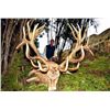 Image 1 : *New Zealand – 4 Day – Red Stag Hunt for One Hunter