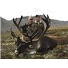 Image 1 : NWT – 6 Day – Mountain Caribou Hunt for Two Hunters
