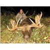 Image 1 : *Alberta – 6 Day – Late Season Moose Hunt for One Hunter