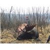 Image 1 : British Columbia – 12 -Day- Canada Moose Hunt for One Hunter