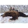 Image 1 : Russia - 13-Day/6 Days Hunting – Kamchatka Brown Bear Hunt for One Hunter