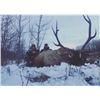 Image 1 : *Alberta - 8 Day – Elk Hunt for One Hunter
