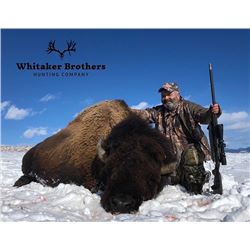 Colorado – 2 Day- American Bison Hunt for One Hunter