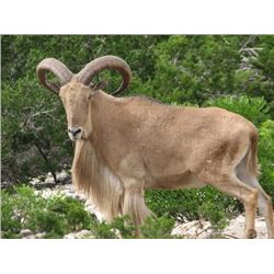 *Texas - 3 Day - Aoudad Hunt for One Hunter