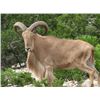 Image 1 : *Texas - 3 Day - Aoudad Hunt for One Hunter