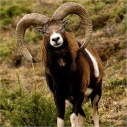 *Spain – 4 Day – Spanish Mouflon Sheep Hunt for One Hunter
