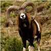 Image 1 : *Spain – 4 Day – Spanish Mouflon Sheep Hunt for One Hunter