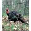 Image 1 : *Kansas – 2 1/2 Day Eastern Turkey Hunt for Two Hunters