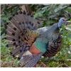 Image 1 : *Mexico -7 Day Oscillated Turkey Hunt for One Hunter