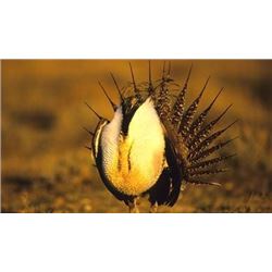 *Wyoming -2 Day – Sage Grouse Hunt for Two Hunters