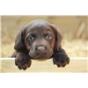 Image 1 : *Michigan – Black Lab Puppy